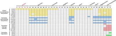 Two Deoxythymidine Triphosphate Synthesis-Related Genes Regulate Obligate Symbiont Density and Reproduction in the Whitefly Bemisia tabaci MED